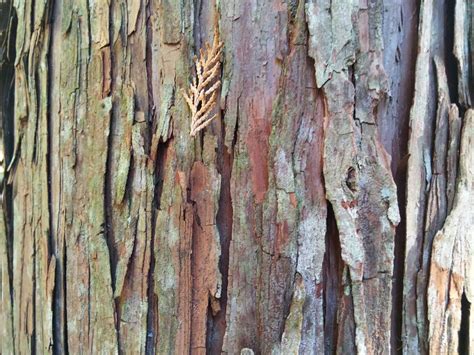 木形|樹種の特徴・特性（樹木の写真） 